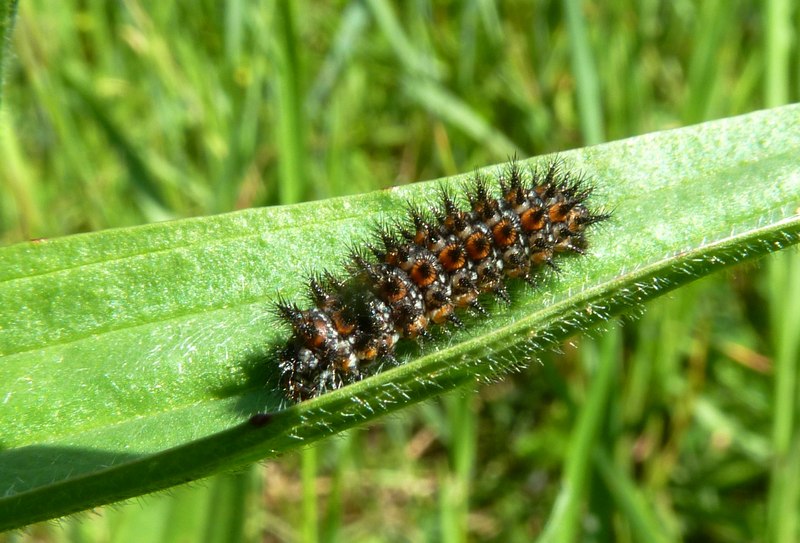 Larve di Melitaea didyma